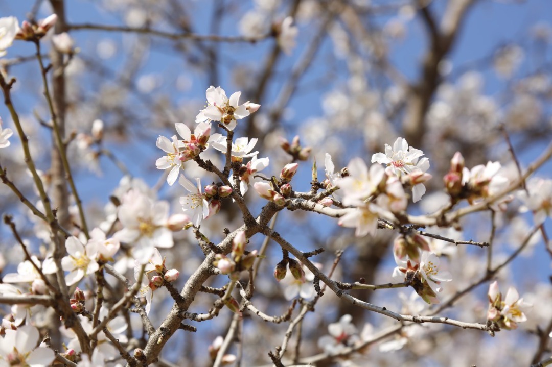 Blossoms of Apricot and plum of Herat province.