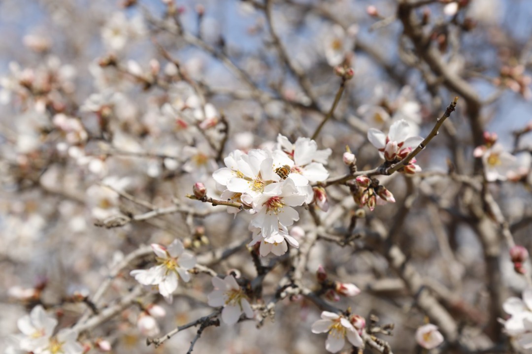 Blossoms of Apricot and plum of Herat province.