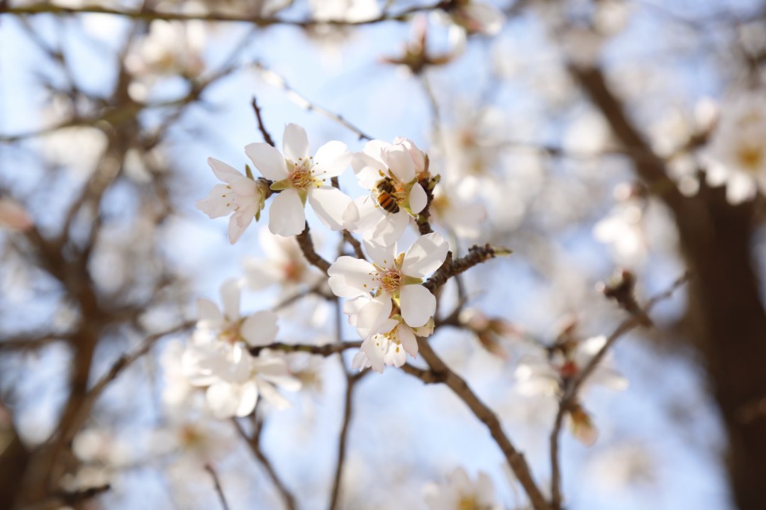 Blossoms of Apricot and plum of Herat province.