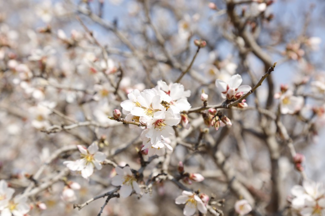 Blossoms of Apricot and plum of Herat province.