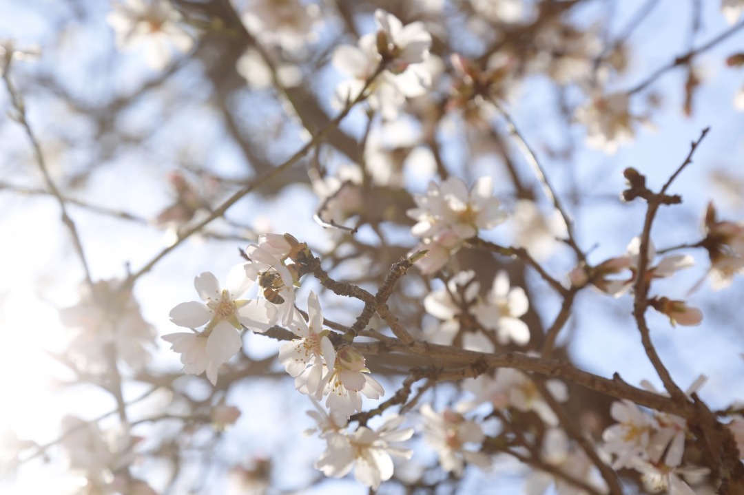 Blossoms of Apricot and plum of Herat province.