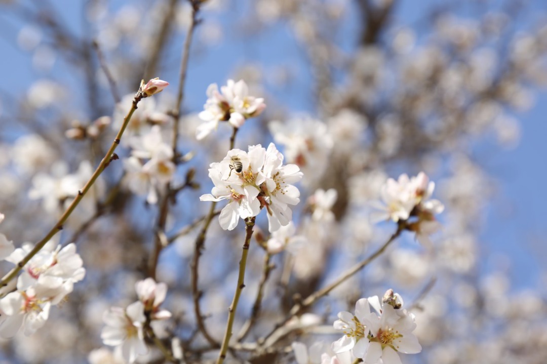 Blossoms of Apricot and plum of Herat province.