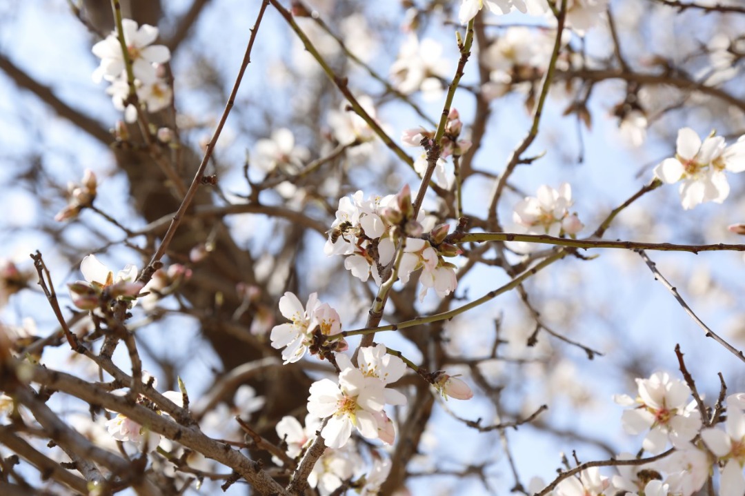 Blossoms of Apricot and plum of Herat province.