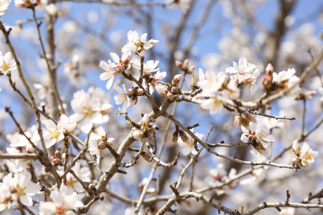 Blossoms of Apricot and plum of Herat province.