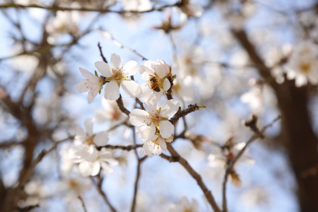 Blossoms of Apricot and plum of Herat province.