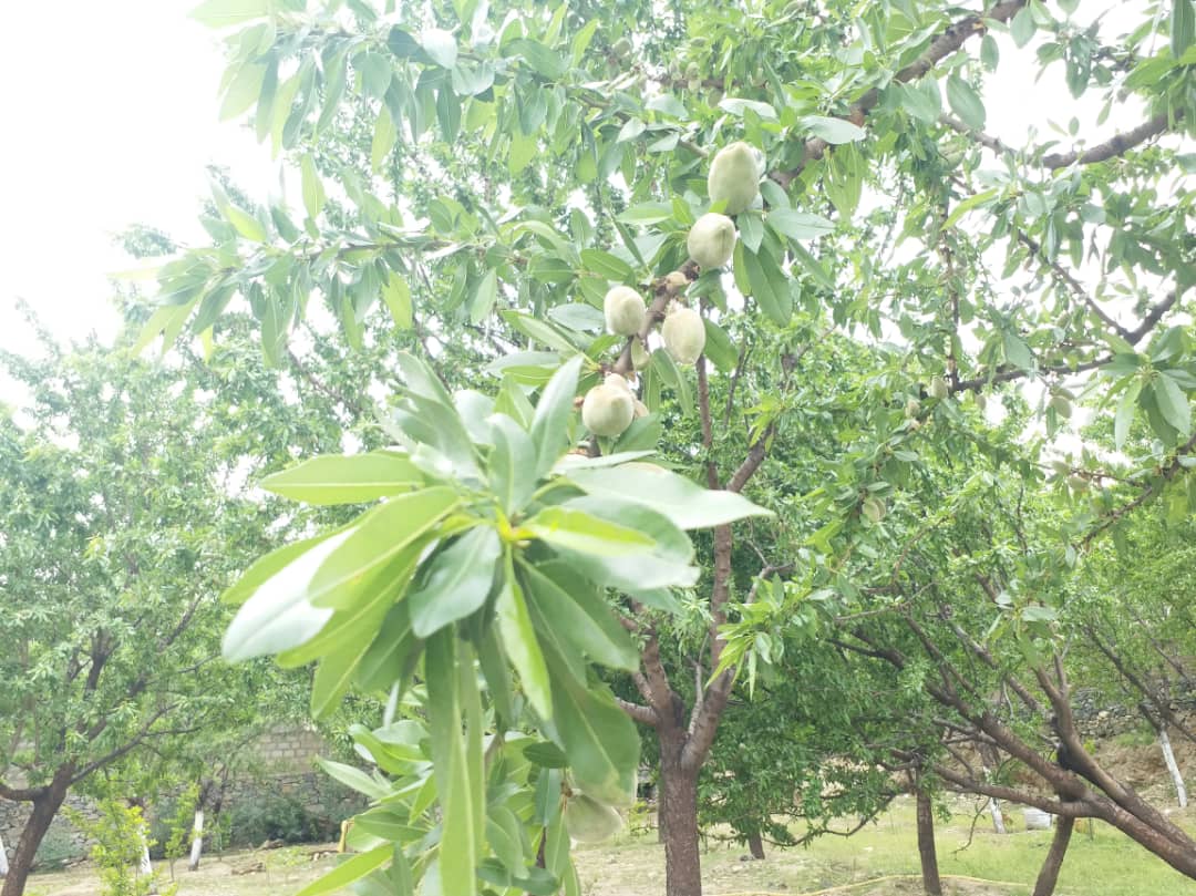 Almond Season of Kunar Province.