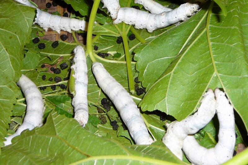 تولید ابریشم به یک متریک‌تُن رسید