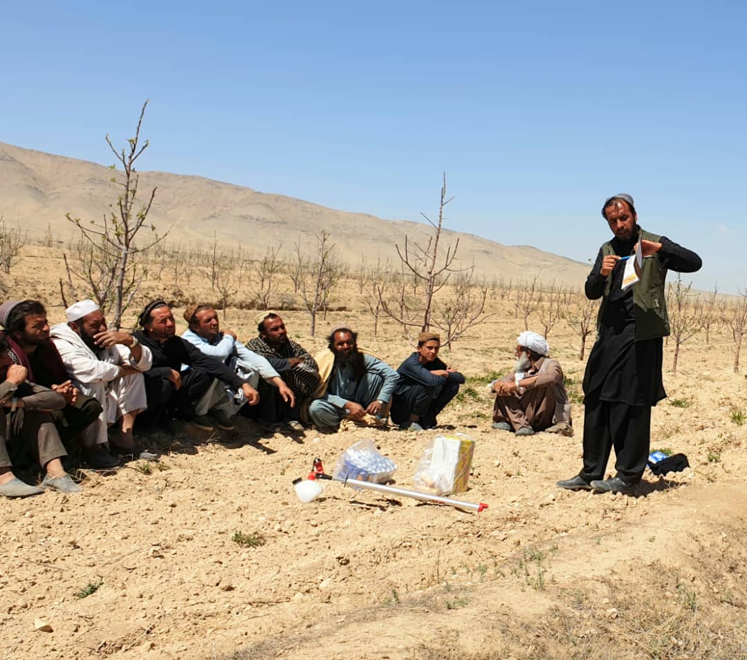 پکتیکا کې صحرایي ملخانو پر وړاندې د مبارزې په پار د عامه پوهاوی لړۍ پیل شوی دی