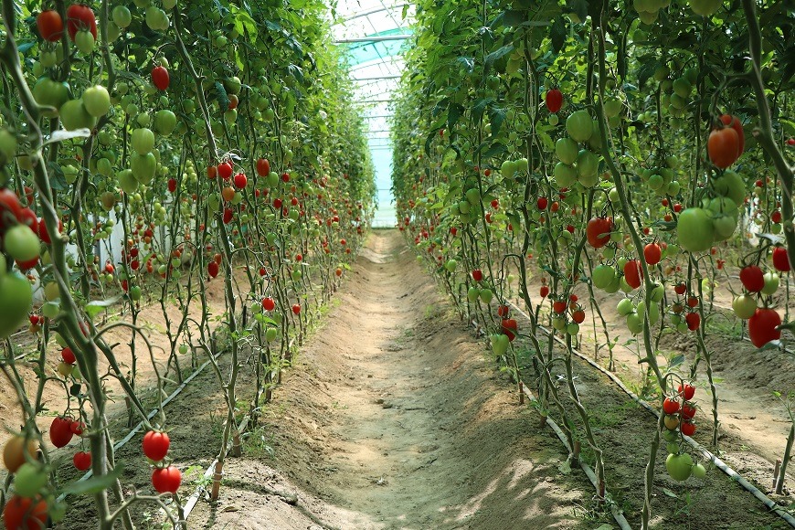 شنې خونې د ننګرهاري بزګرانو د عوایدو غوره سرچینې