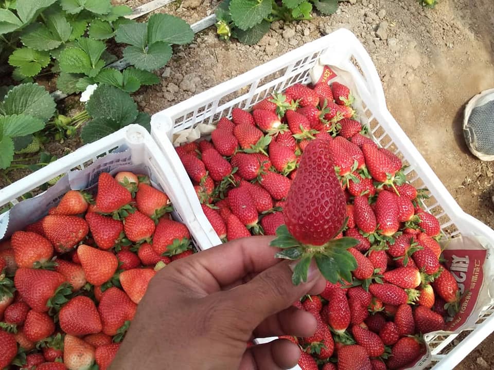 Strawberry Season in Herat Province