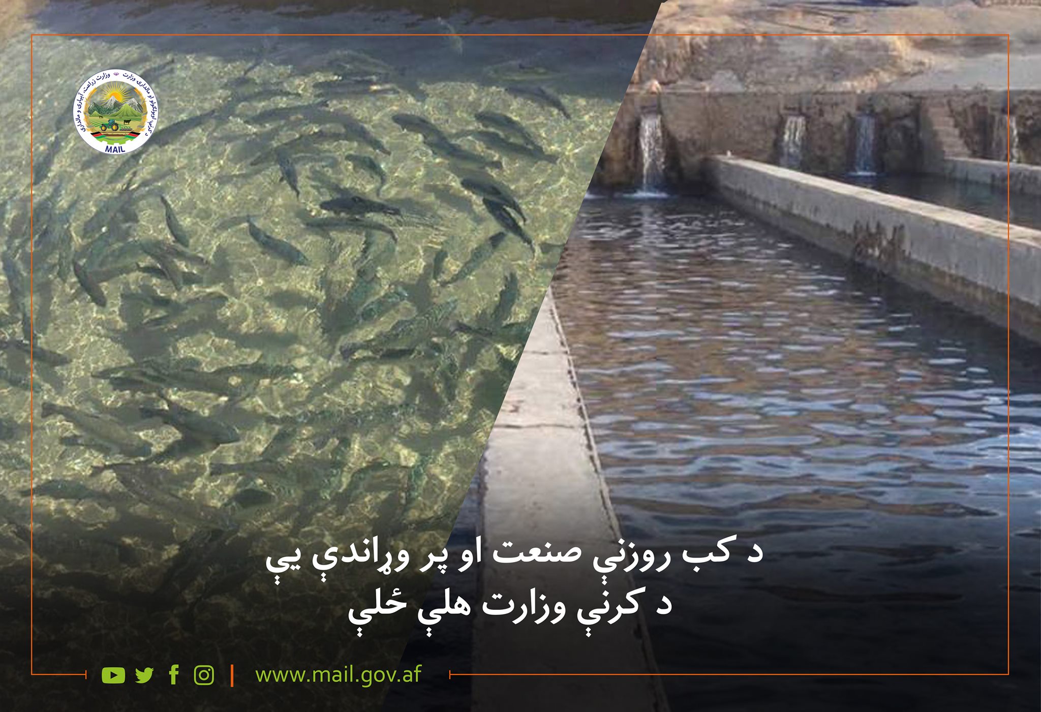 د کب روزنې صنعت او پر وړاندې یې د کرنې وزارت هلې ځلې