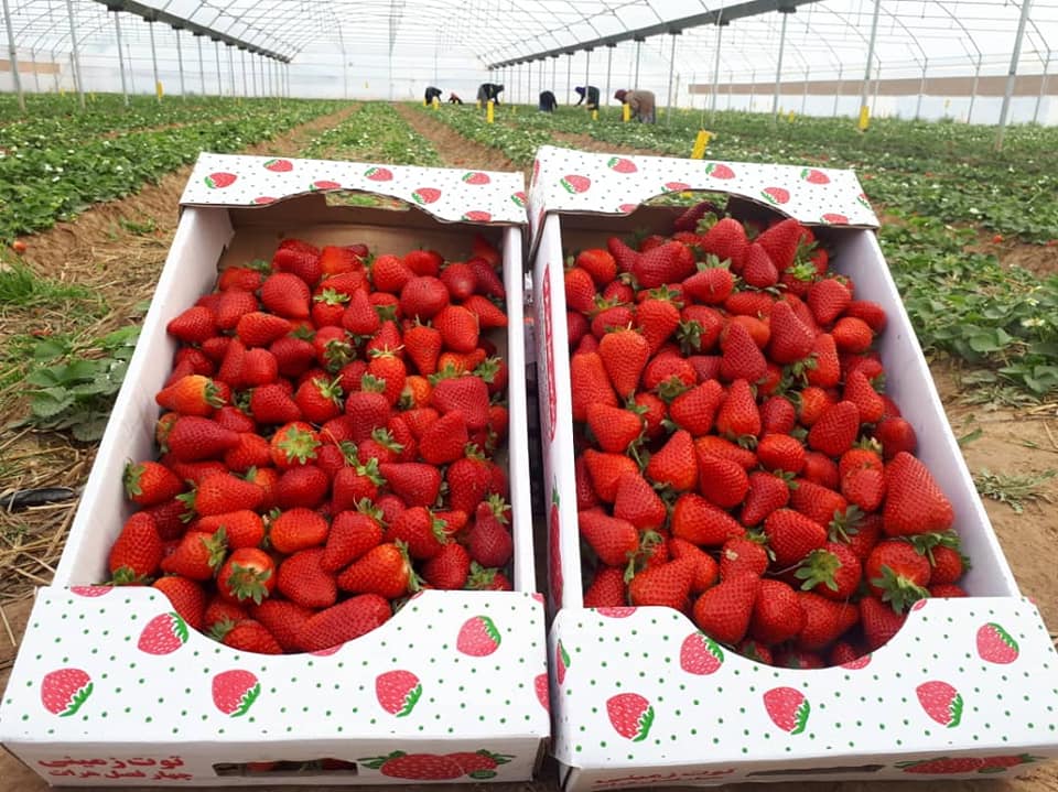 Cultivation of strawberry’s increases in Herat