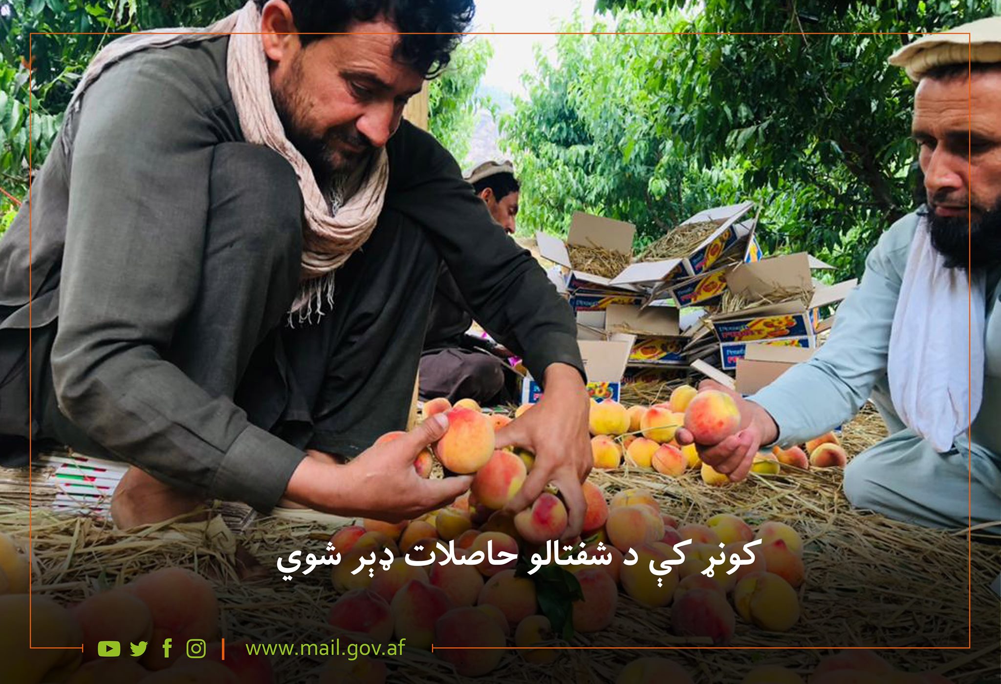 کونړ کې د شفتالو حاصلات ډېر شوي
