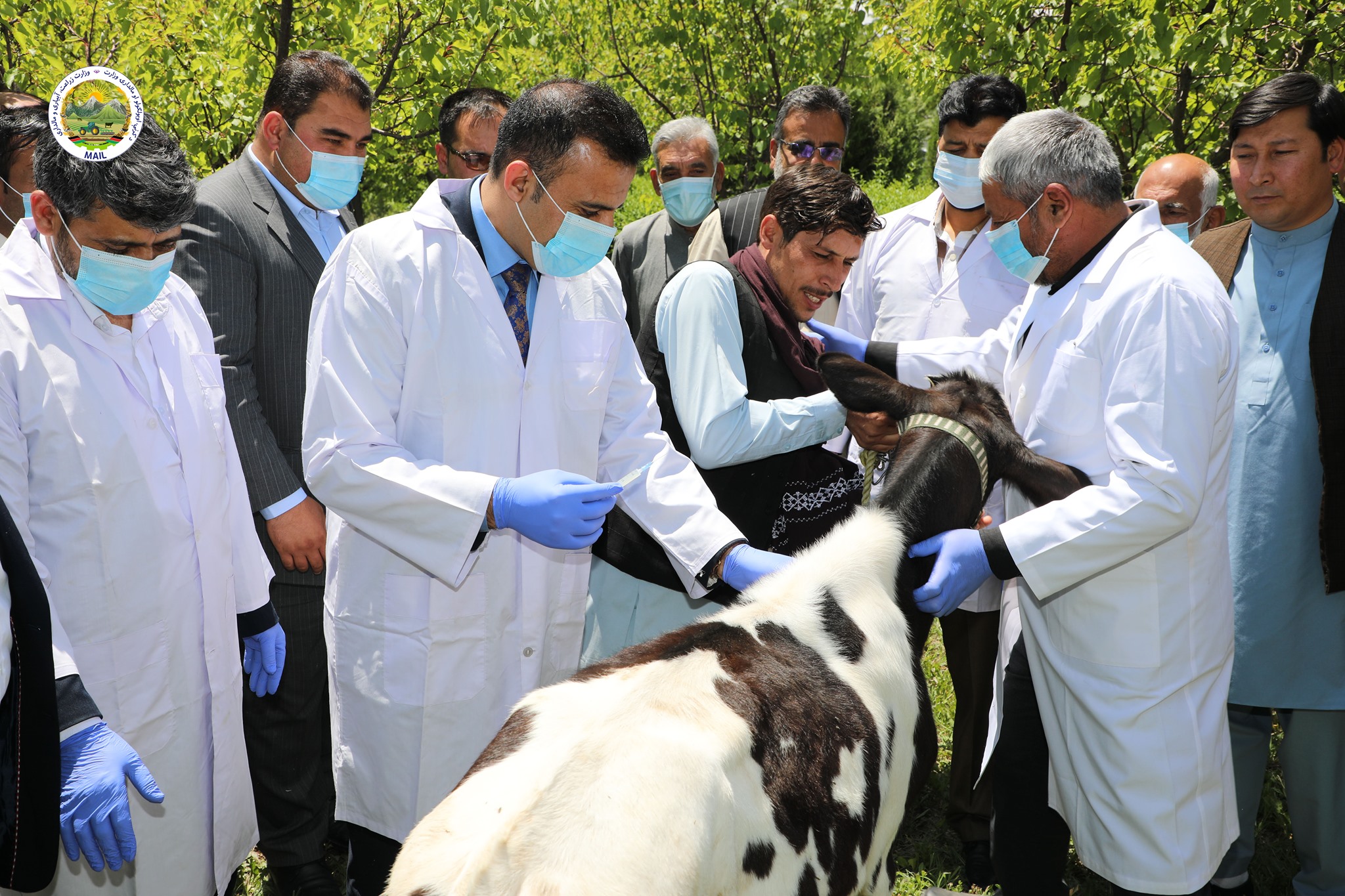 کمپاین سرتاسری واکسیناسیون حیوانات خانگی شروع شد