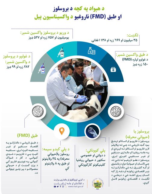 د هېواد په کچه د بروسلوز او طبق (FMD) ناروغیو د واکسیناسیون پیل