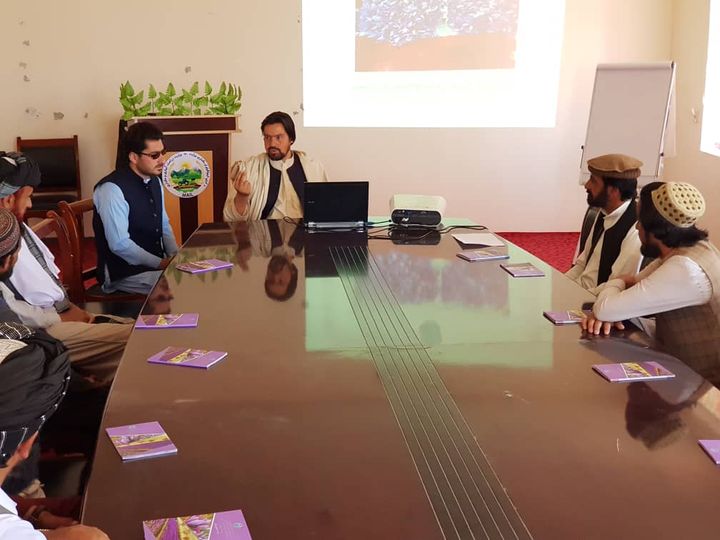 پکتیکا کې د زعفرانو لس ننداریزې کروندې جوړېږي