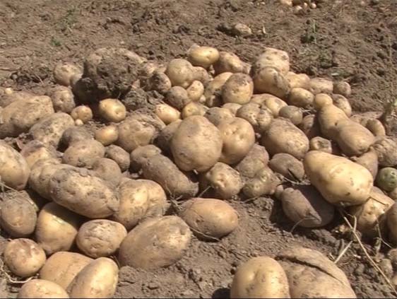 Production of nearly 900,000 tons of potatoes in the country