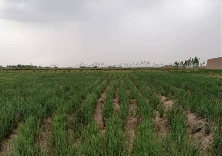 پکتیکا ولایت د غنمو ننداریزې کروندې