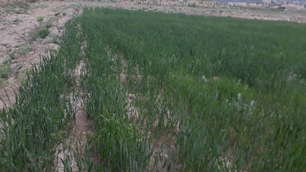 پکتیکا ولایت د غنمو ننداریزې کروندې