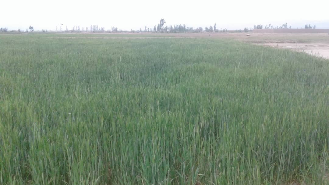 پکتیکا ولایت د غنمو ننداریزې کروندې