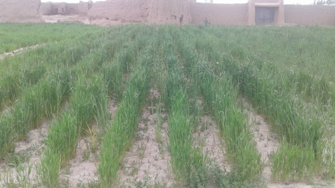 پکتیکا ولایت د غنمو ننداریزې کروندې