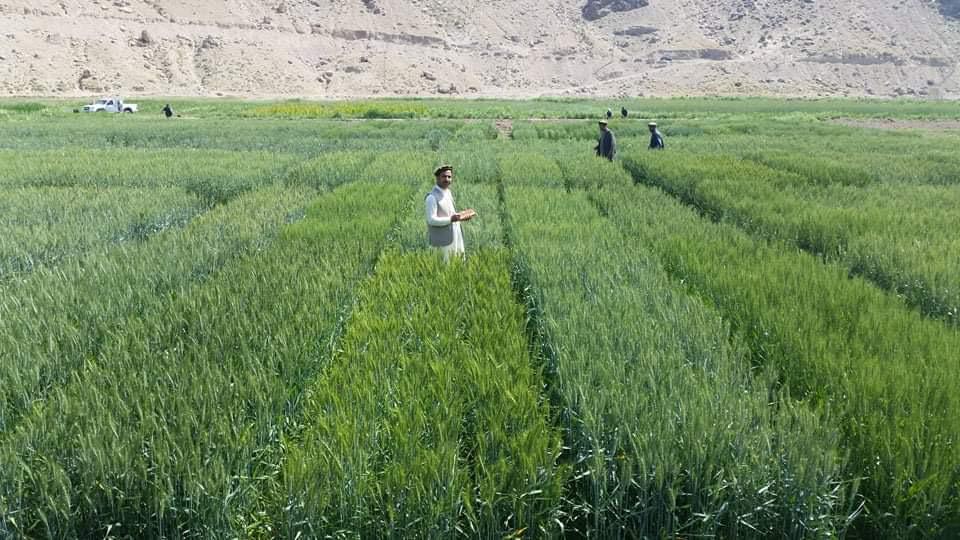 Wheat Research Farm of Kapisa Province.