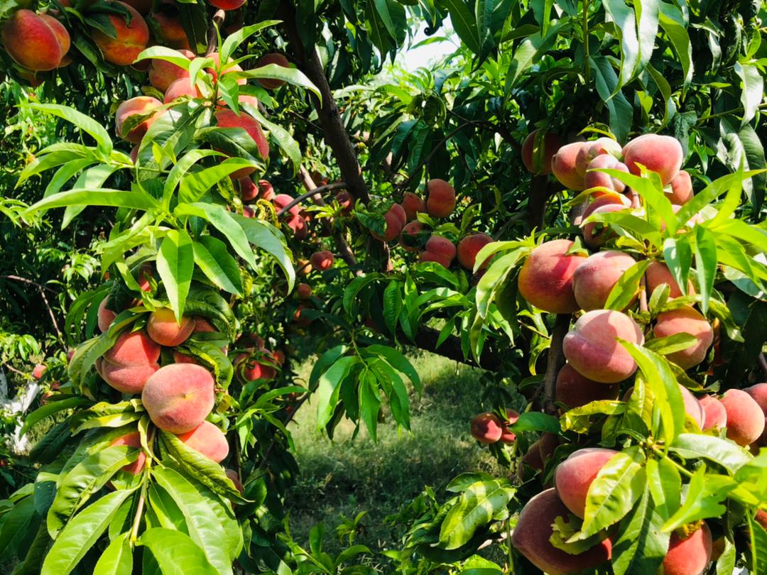 Peach's season in Kunar province