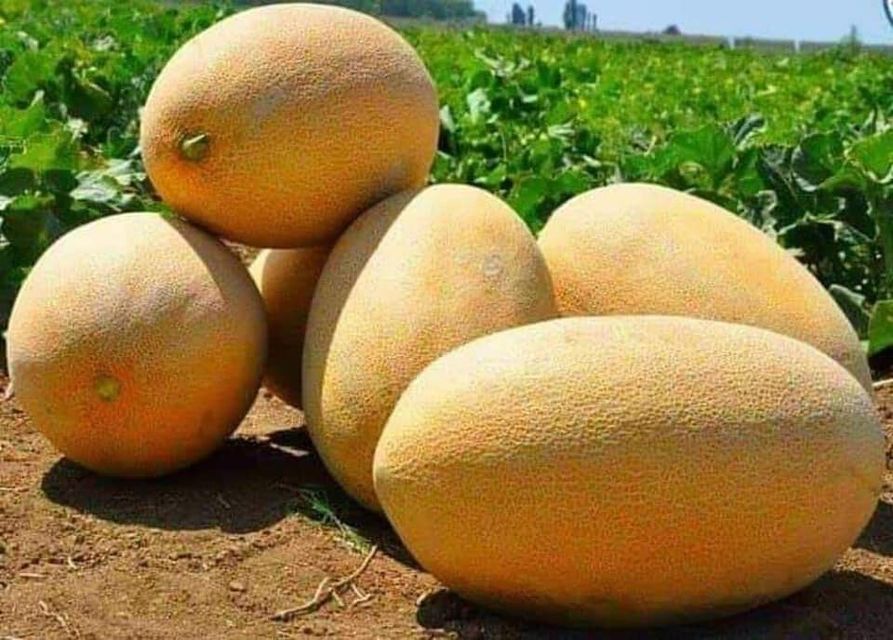 برداشت ۷۹۳هزار و۴۹۶ تُن خربوزه در یک سال