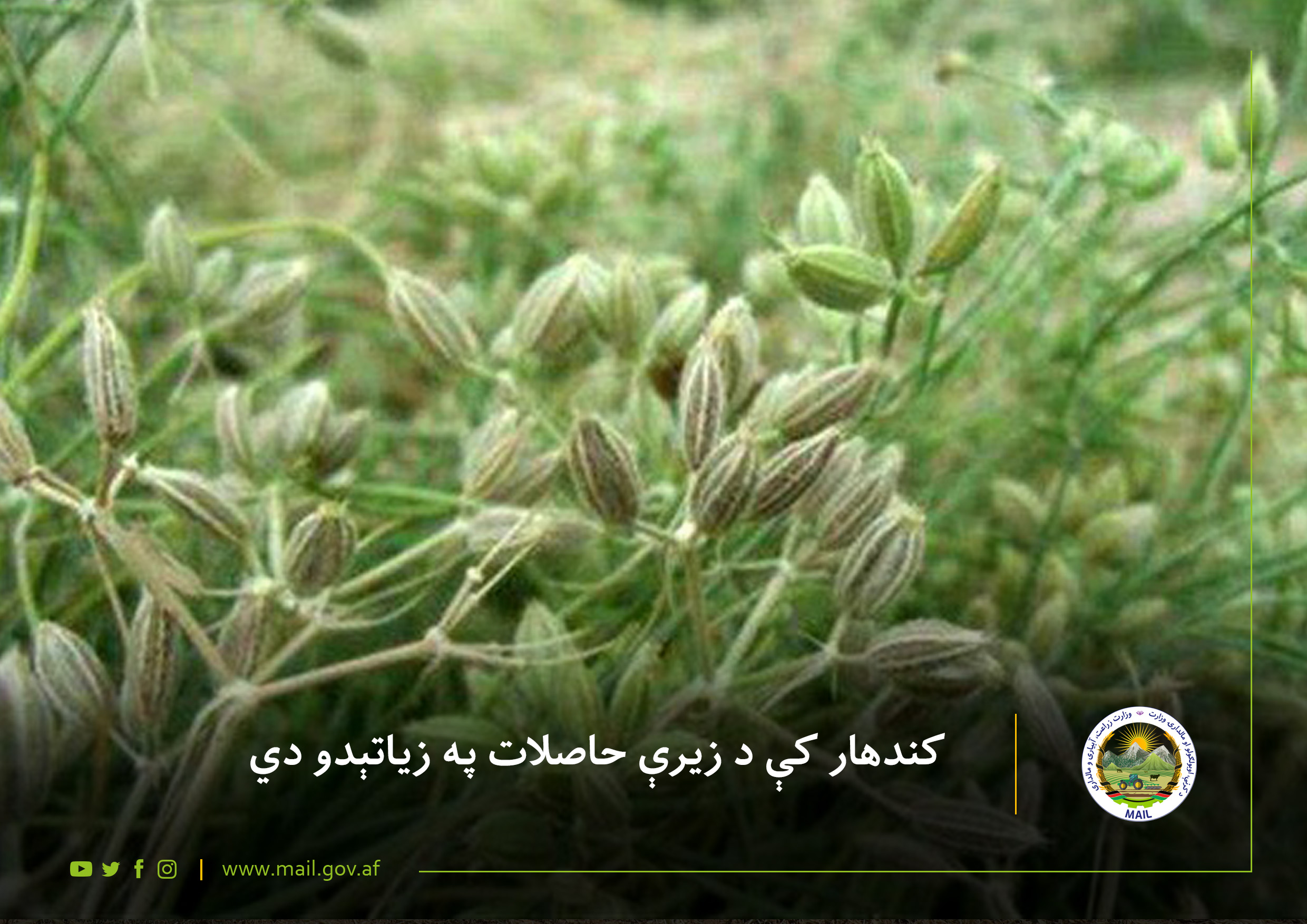 کندهار کې د زيرې حاصلات په زیاتېدو دي