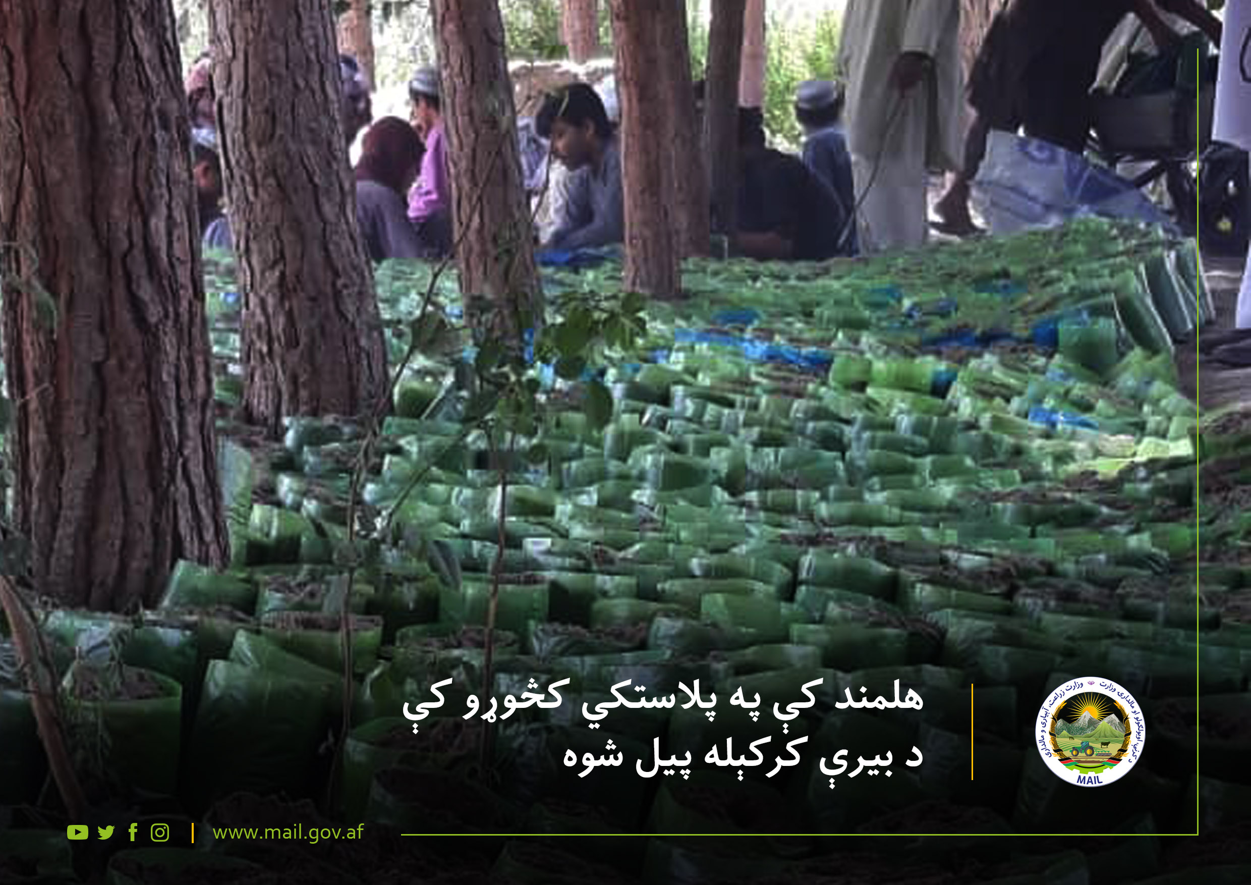 هلمند کې په پلاستکي کڅوړو کې د بیرې کرکېله پیل شوه