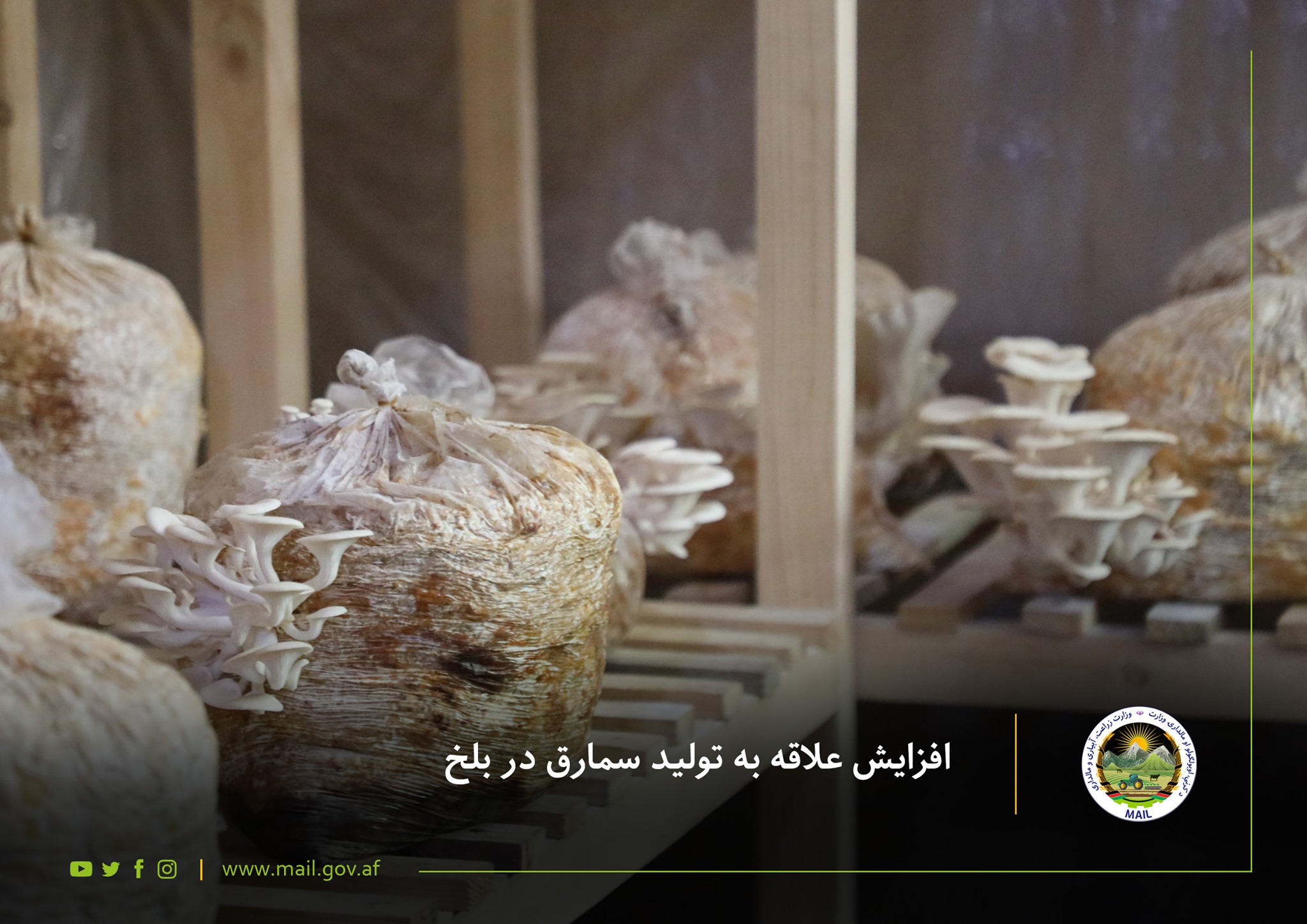 Increasing passion in production of Mushroom in Balkh