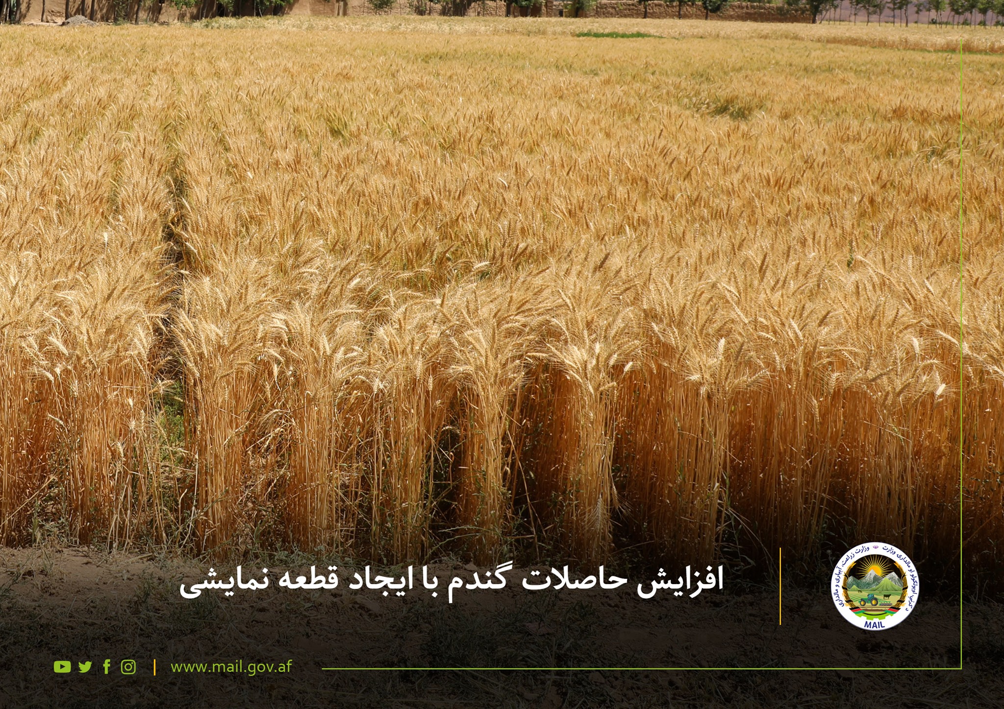 افزایش حاصلات گندم با ایجاد قطعه نمایشی