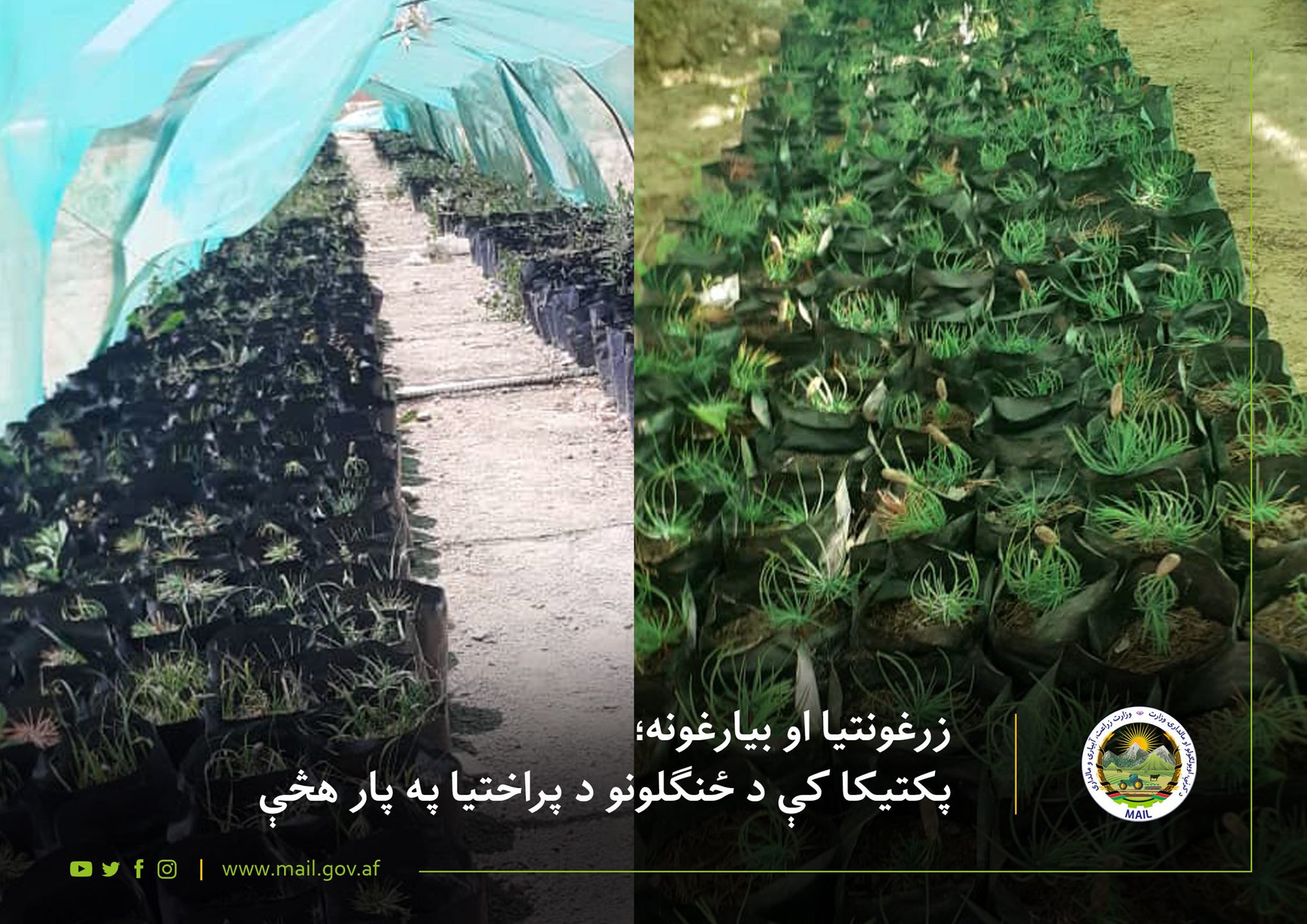 زرغونتیا او بیارغونه؛ پکتیکا کې د ځنګلونو د پراختیا په پار هڅې