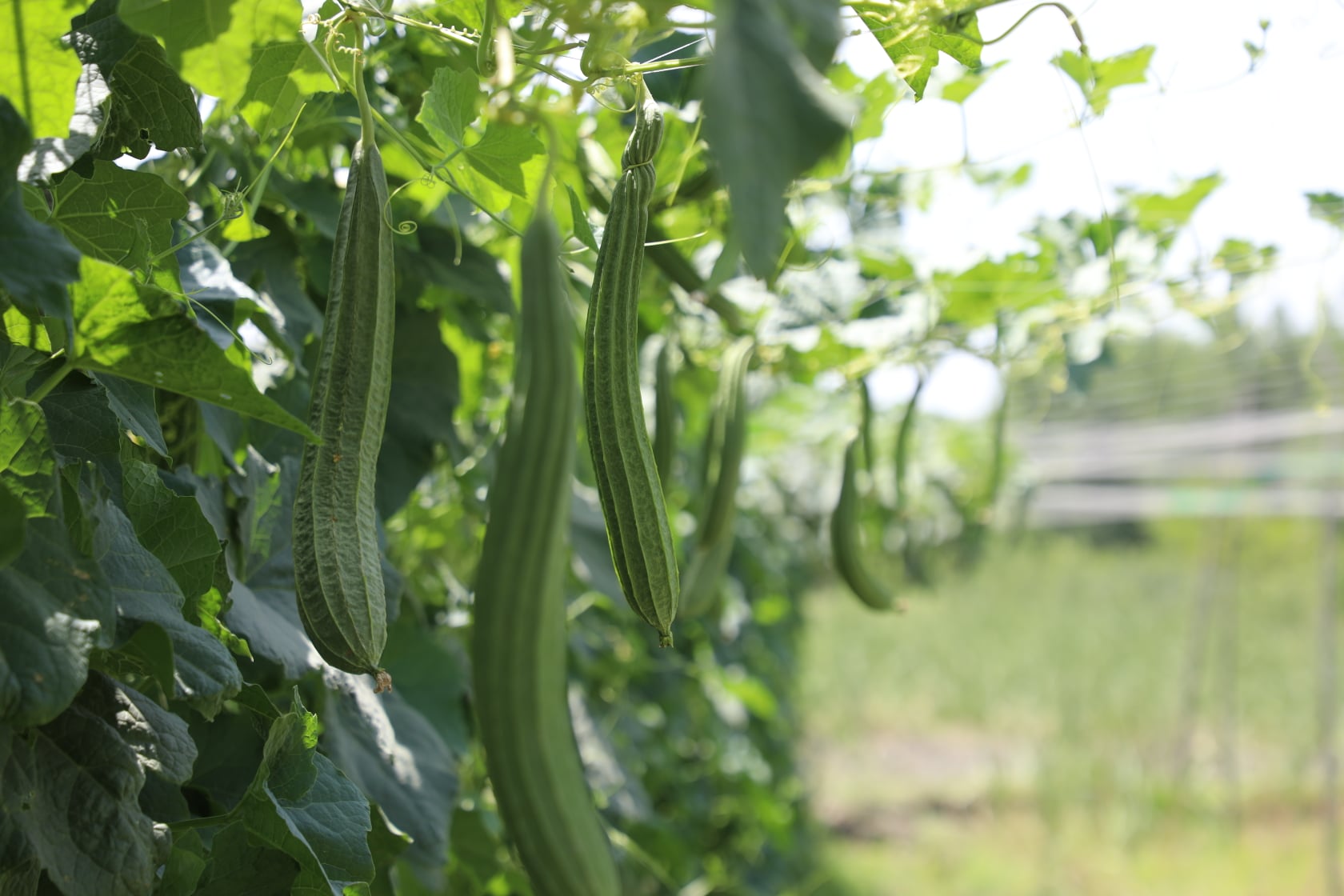 The result of planting crops in  climate change project of the Ministry of Agriculture in Nangarhar. These farms are part of the Ministry of Agriculture's Climate Change Risk Reduction (CDRRP) project in Kameh district of Nangarhar province.