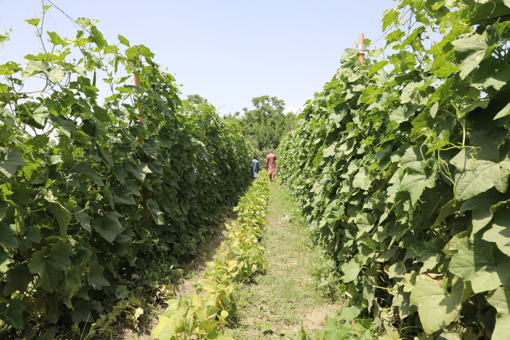 The result of planting crops in  climate change project of the Ministry of Agriculture in Nangarhar. These farms are part of the Ministry of Agriculture's Climate Change Risk Reduction (CDRRP) project in Kameh district of Nangarhar province.
