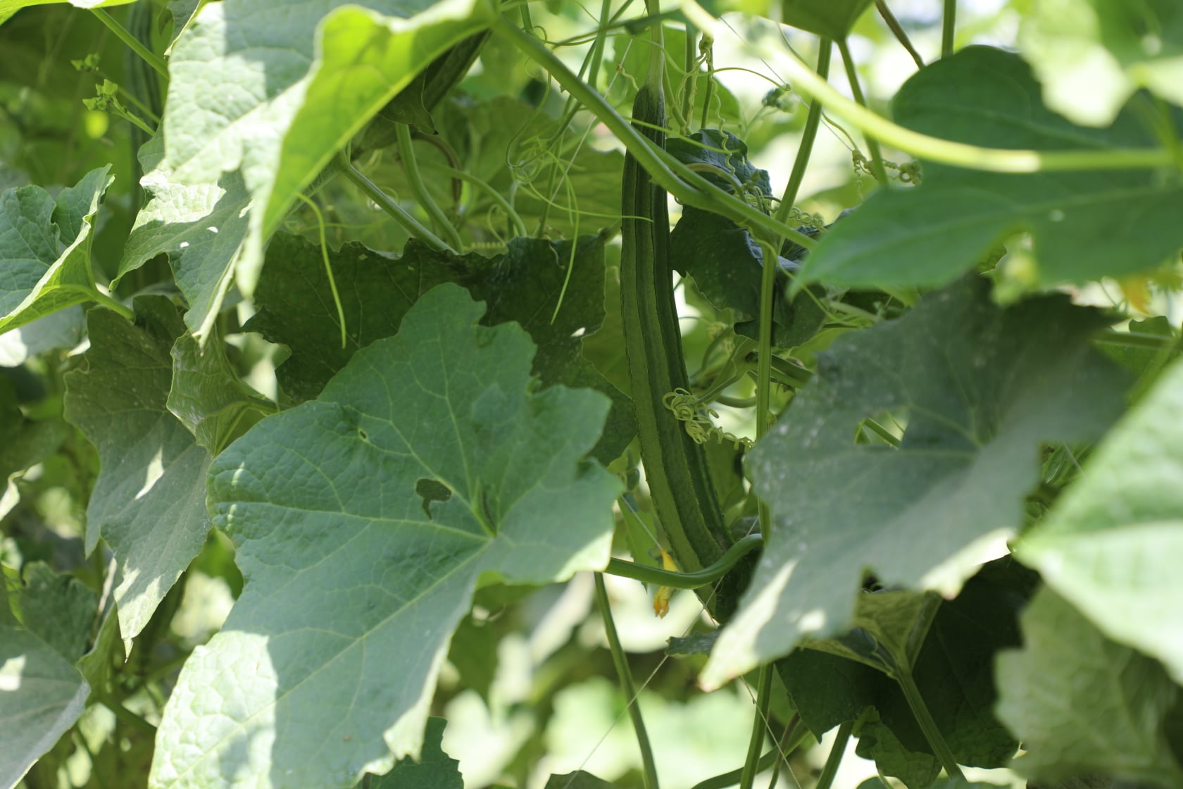 The result of planting crops in  climate change project of the Ministry of Agriculture in Nangarhar. These farms are part of the Ministry of Agriculture's Climate Change Risk Reduction (CDRRP) project in Kameh district of Nangarhar province.