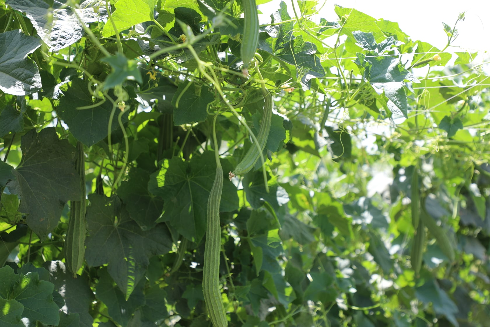 The result of planting crops in  climate change project of the Ministry of Agriculture in Nangarhar. These farms are part of the Ministry of Agriculture's Climate Change Risk Reduction (CDRRP) project in Kameh district of Nangarhar province.