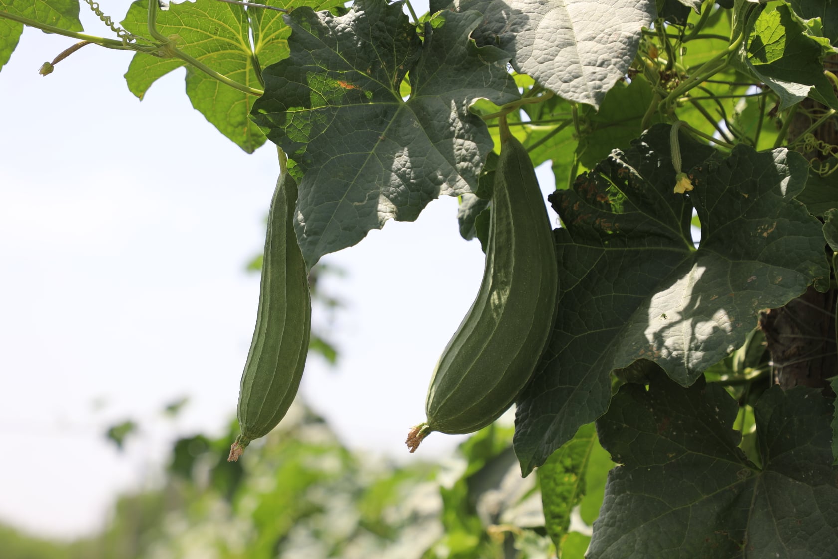 The result of planting crops in  climate change project of the Ministry of Agriculture in Nangarhar. These farms are part of the Ministry of Agriculture's Climate Change Risk Reduction (CDRRP) project in Kameh district of Nangarhar province.