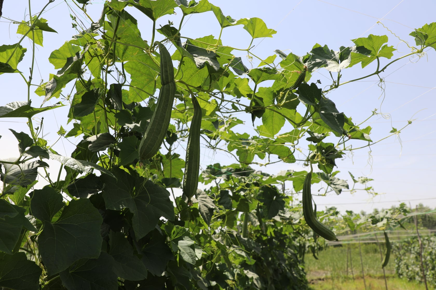 The result of planting crops in  climate change project of the Ministry of Agriculture in Nangarhar. These farms are part of the Ministry of Agriculture's Climate Change Risk Reduction (CDRRP) project in Kameh district of Nangarhar province.
