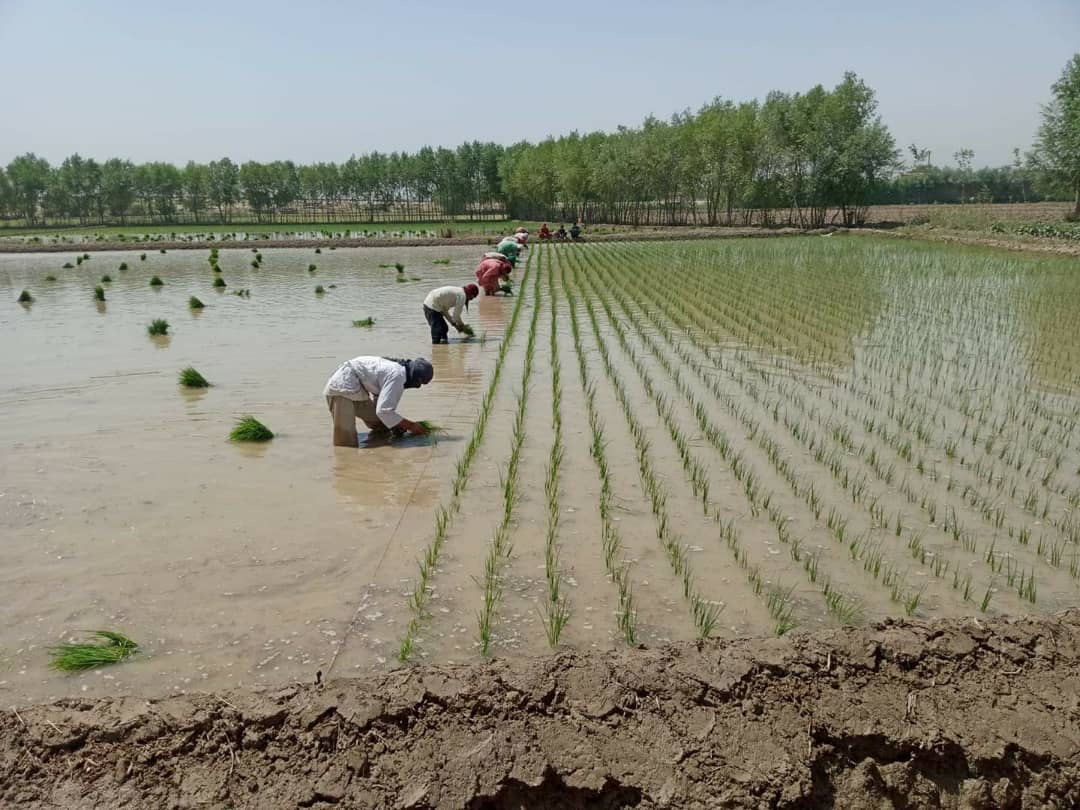 Three hundred RIPA system Rice dramatic pieces will be constructed in Kunduz