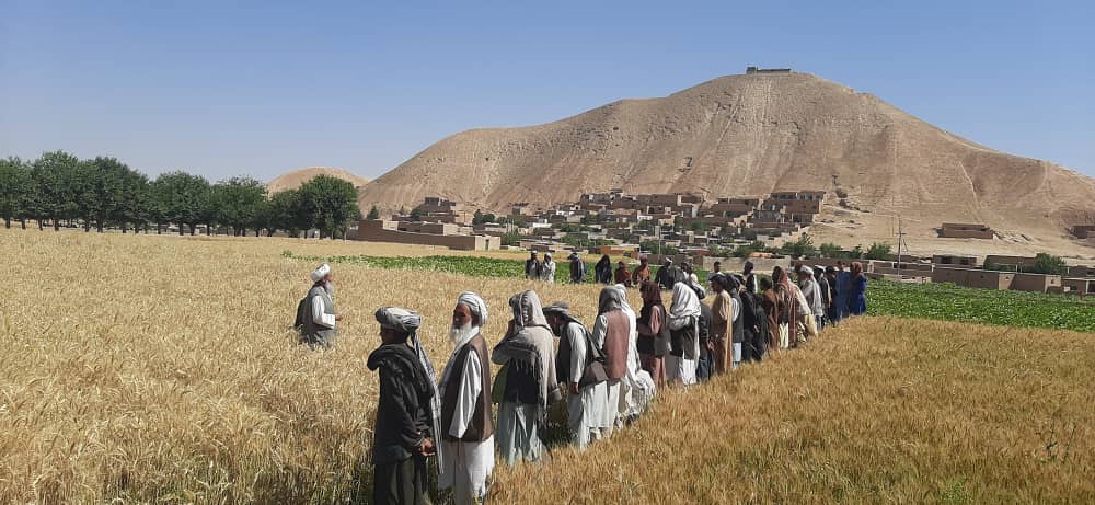 کشت قطاری گندم در بادغیس، حاصل دو برابر می‌دهد