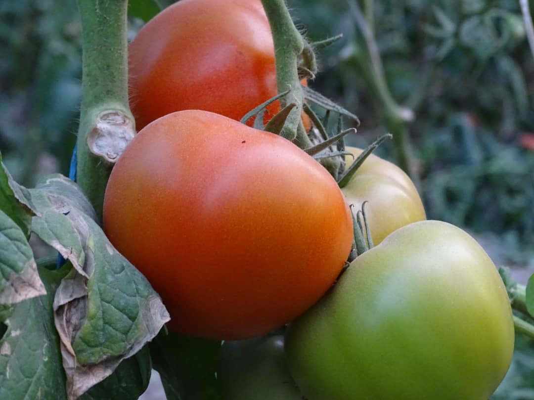 Farah Tomatos