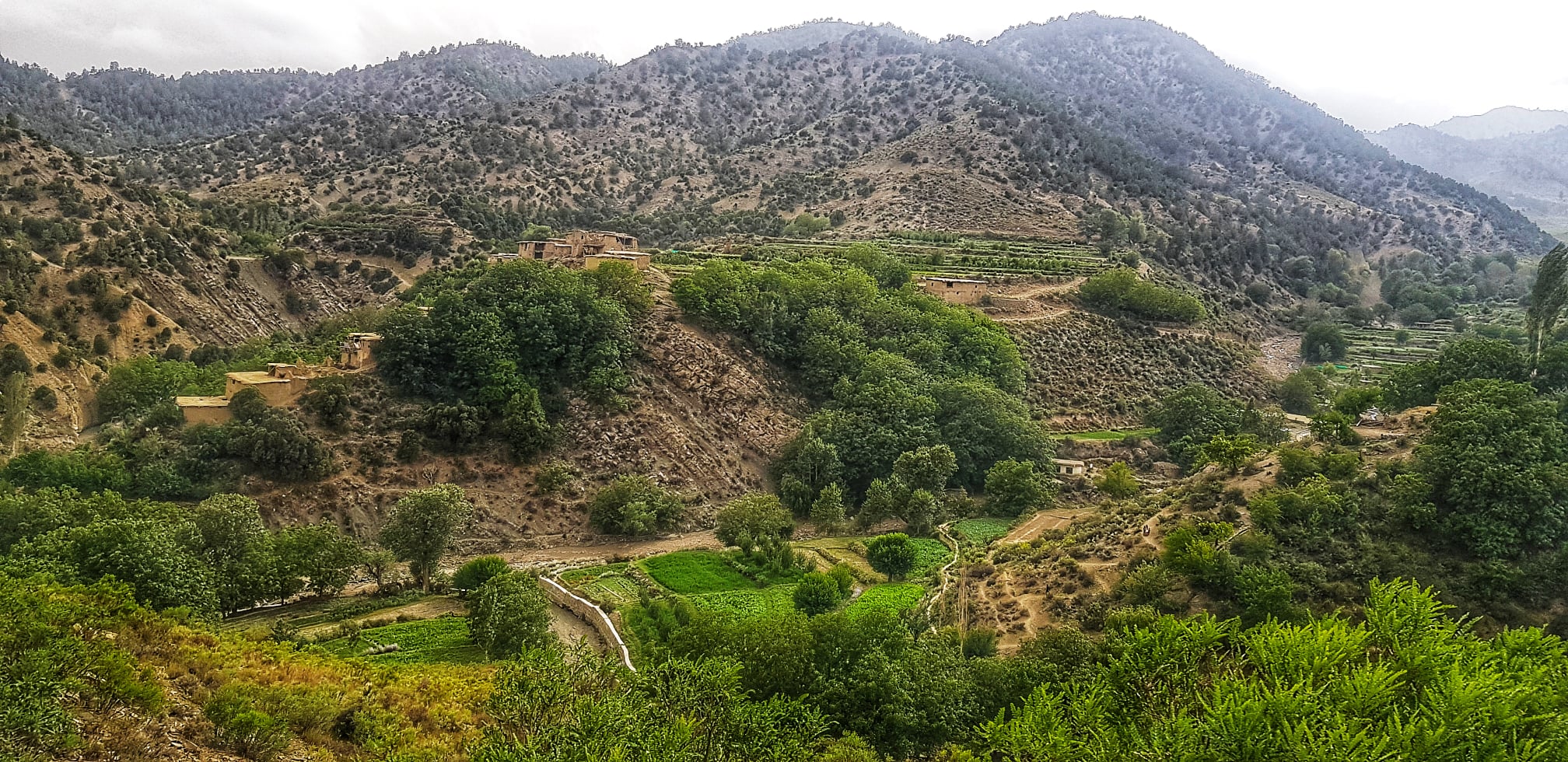 دپکتيا د شواک ولسوالۍ د ځنغوزيو  ونو او غوټو انځوريز البوم