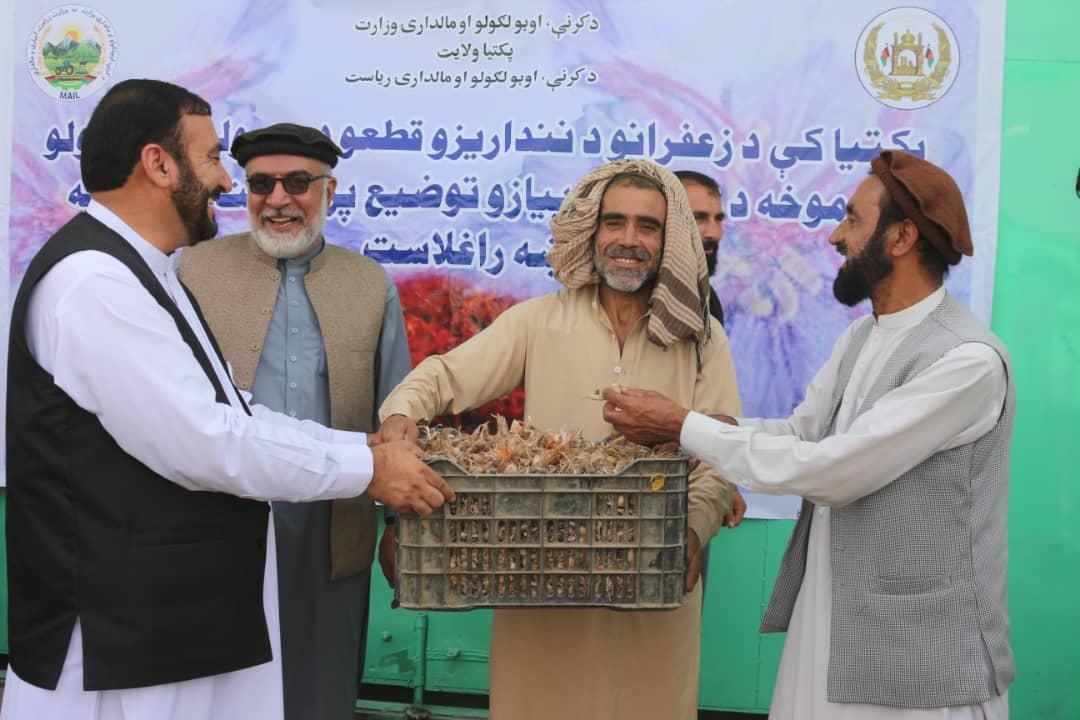 پکتیا کې د زعفرانو ۲۱ ننداریزې کروندې جوړېږي