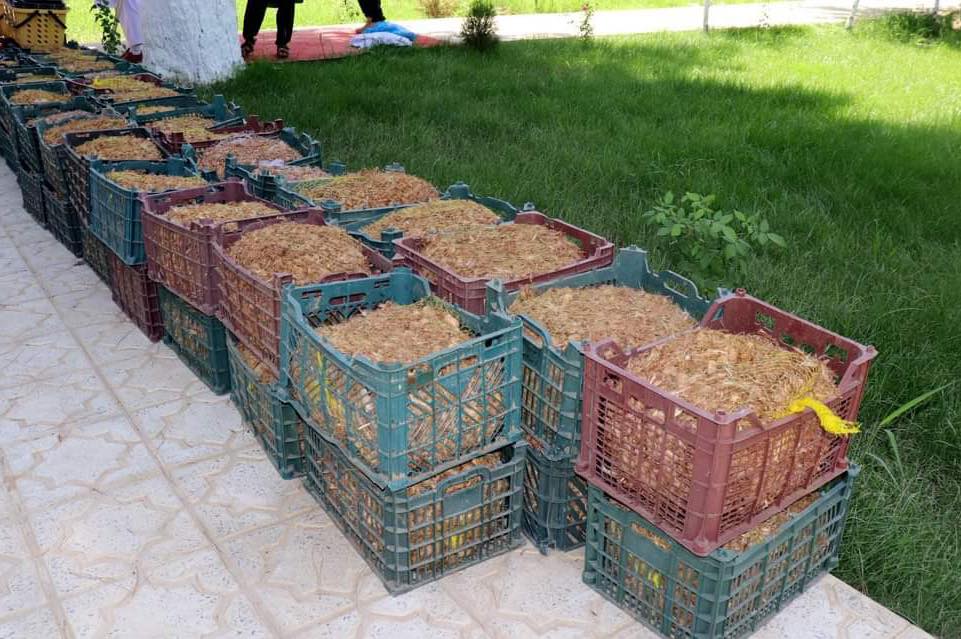 Twenty five Thousand Kilogram of Saffron’s bulb distributed in Kunduz