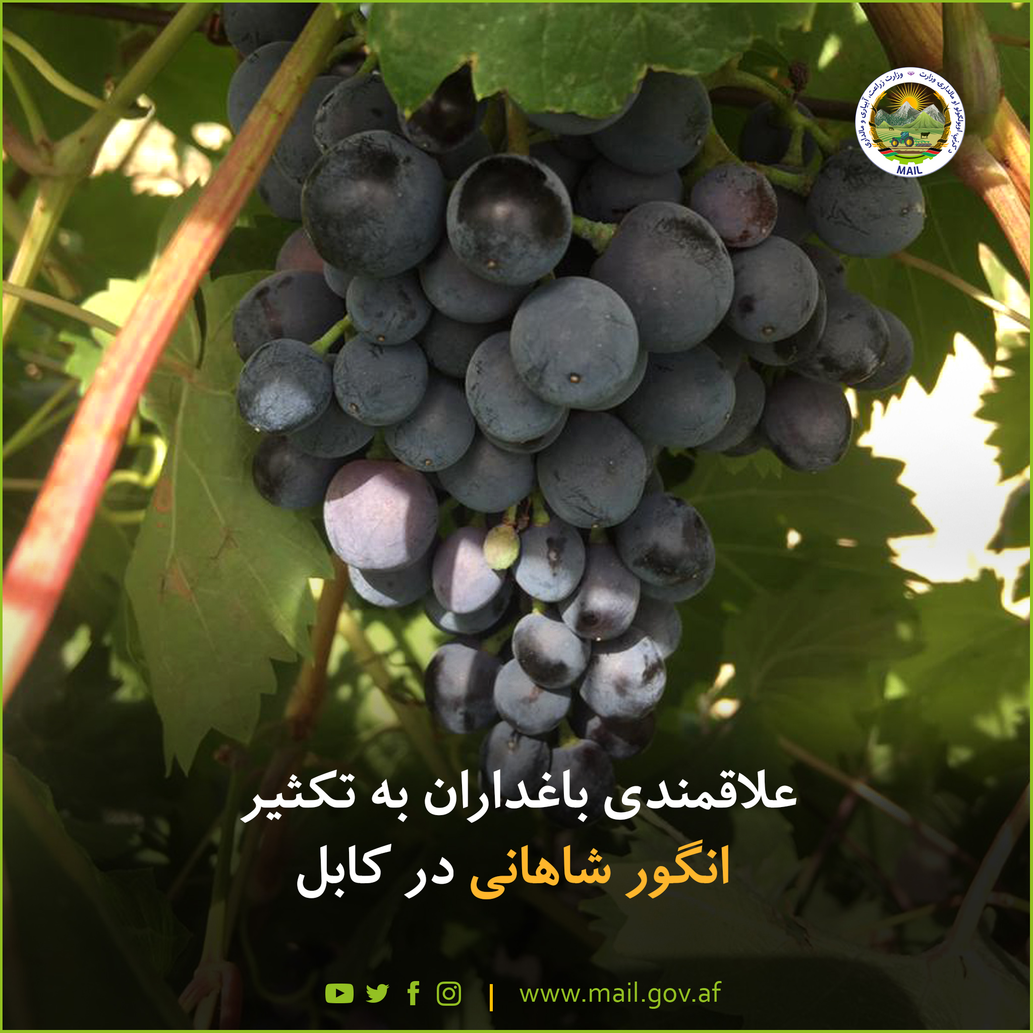 علاقمندی باغداران به تکثیر انگور شاهانی در کابل