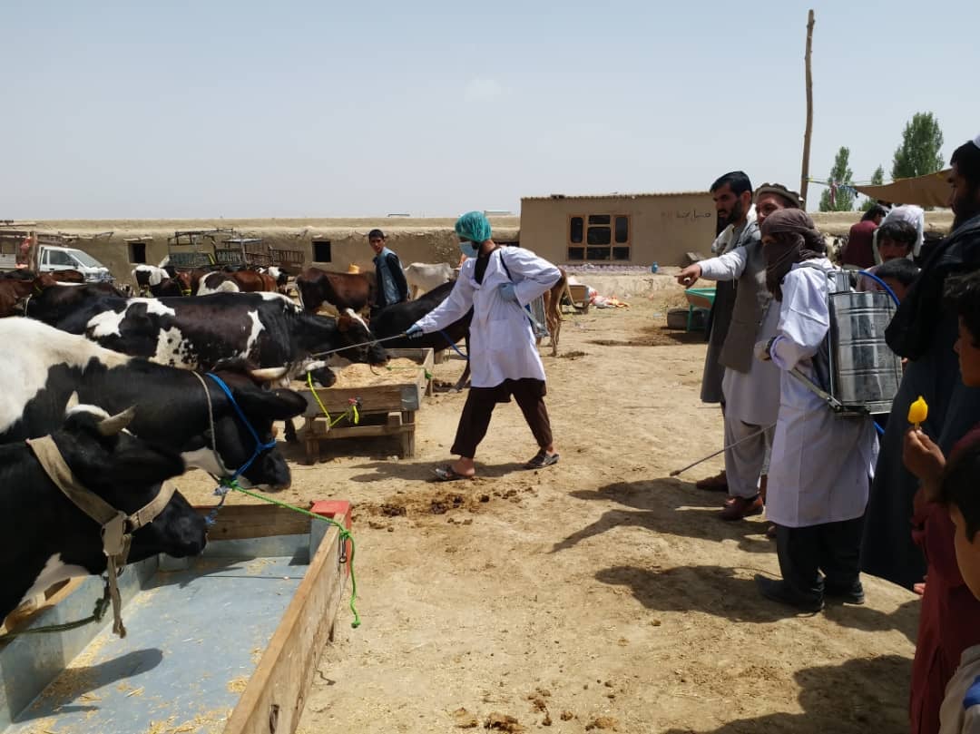 پکتیا کې د کانګو تبې د مخنیوي په موخه کمپاین پیل شو