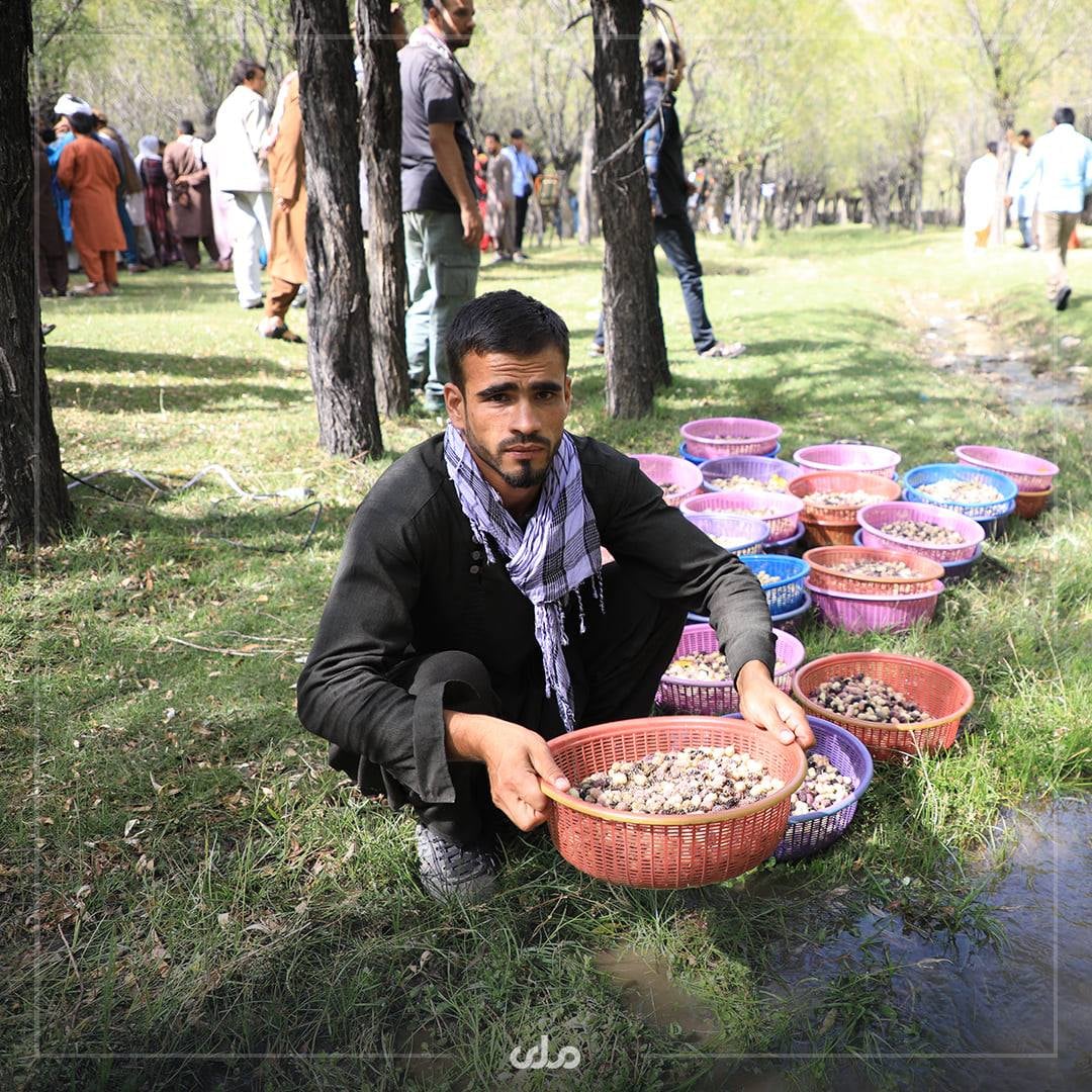 جشنواره توت و نمایشگاه عکس در ولایت پنجشیر به روایت تصویر! گرفته شده از صفحه تلویزیون ملی