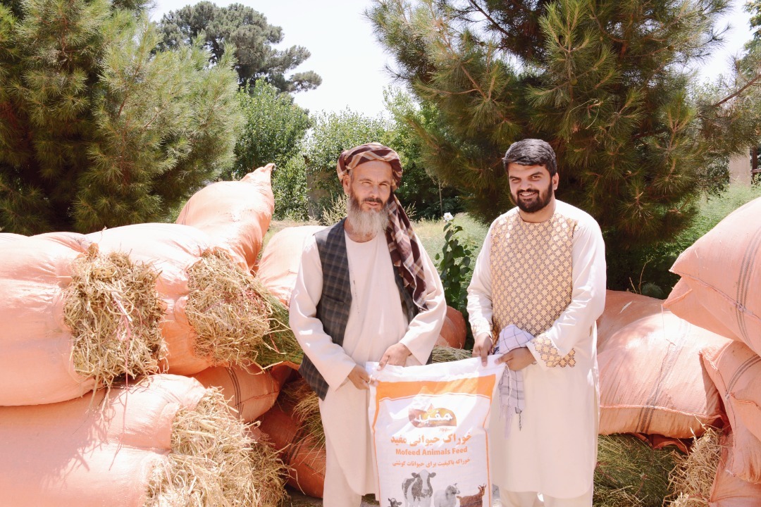 Distribution of fattening packages to Balkh cattle breeders