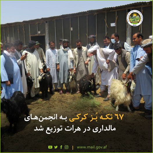 67 fluffy Goats Distributed to Livestock Associations in Herat